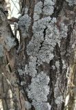 genus Physcia