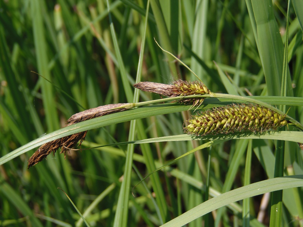 Изображение особи Carex riparia.