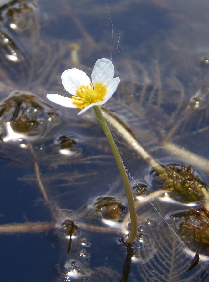 Image of Ranunculus trichophyllus specimen.