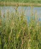 Juncus maritimus