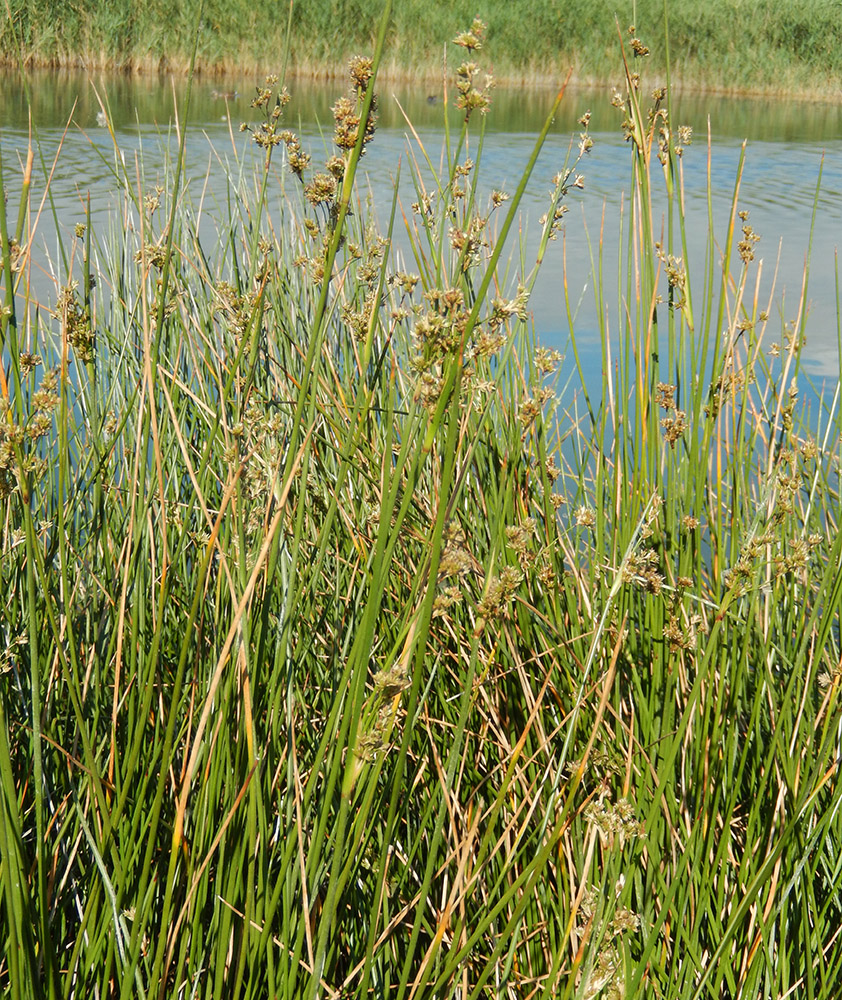Изображение особи Juncus maritimus.
