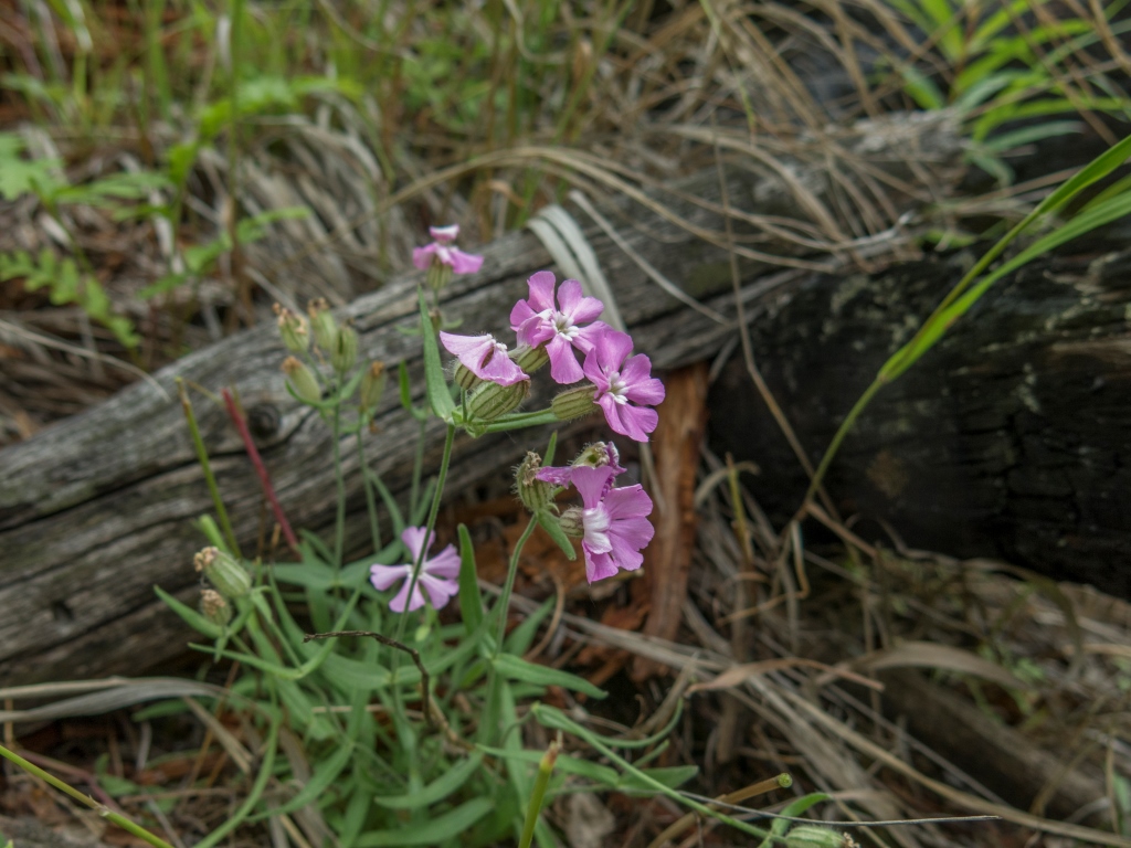 Изображение особи Lychnis ajanensis.