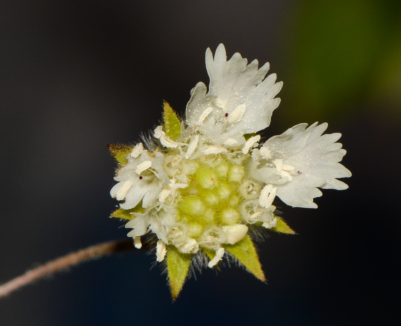 Изображение особи Lomelosia palaestina.