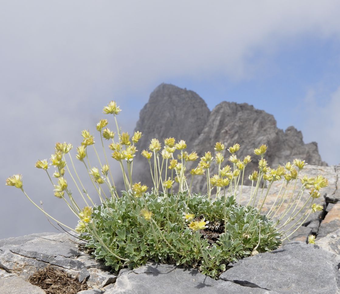 Изображение особи Potentilla deorum.