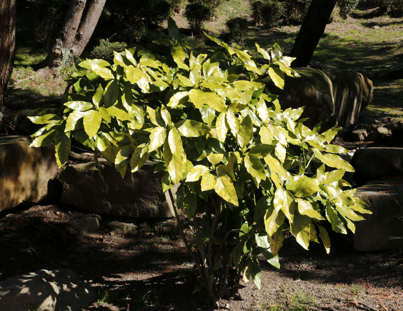 Image of genus Aucuba specimen.