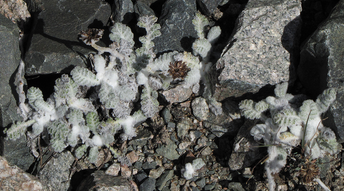 Image of Richteria leontopodium specimen.