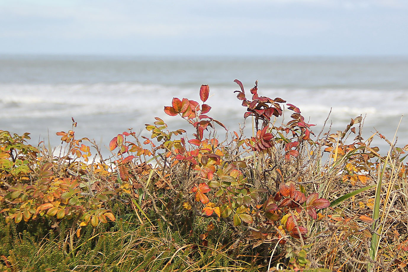 Image of Rosa rugosa specimen.