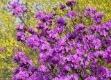 Rhododendron sichotense. Верхушки ветвей цветущего растения. Приморский край, г. Владивосток, Ботанический сад-институт ДВО РАН. 06.05.2009.
