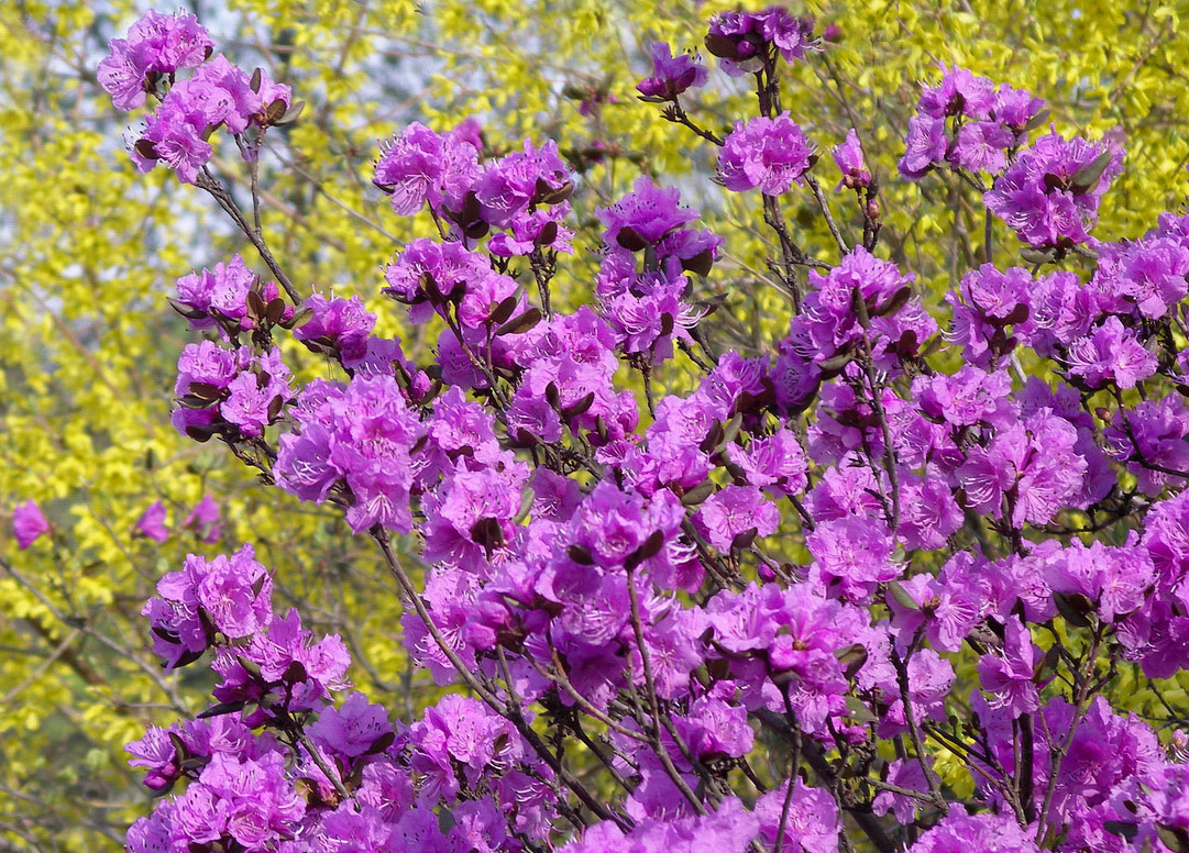 Image of Rhododendron sichotense specimen.