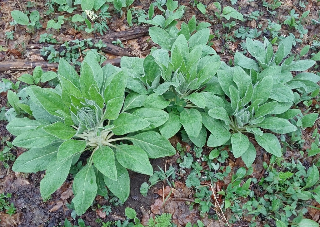 Изображение особи Solenanthus biebersteinii.