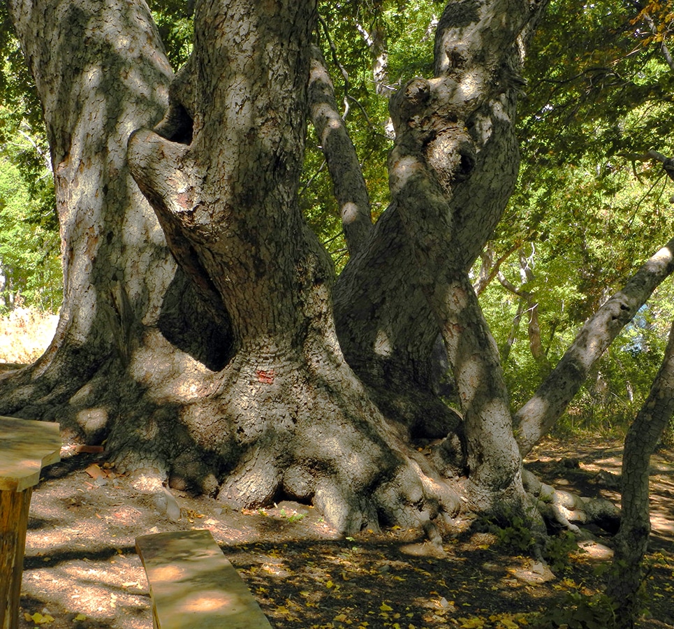 Изображение особи Nothofagus obliqua.