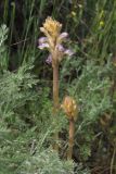 Orobanche cumana