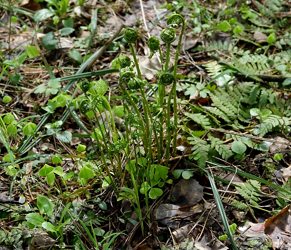 Изображение особи Dryopteris carthusiana.