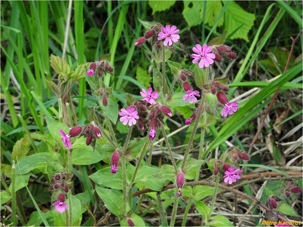 Изображение особи Melandrium dioicum.