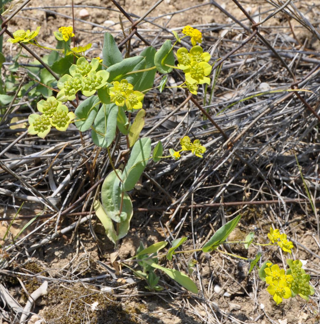 Image of Bupleurum subovatum specimen.