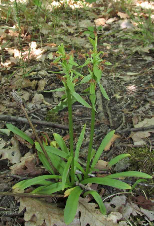 Изображение особи Dactylorhiza romana.