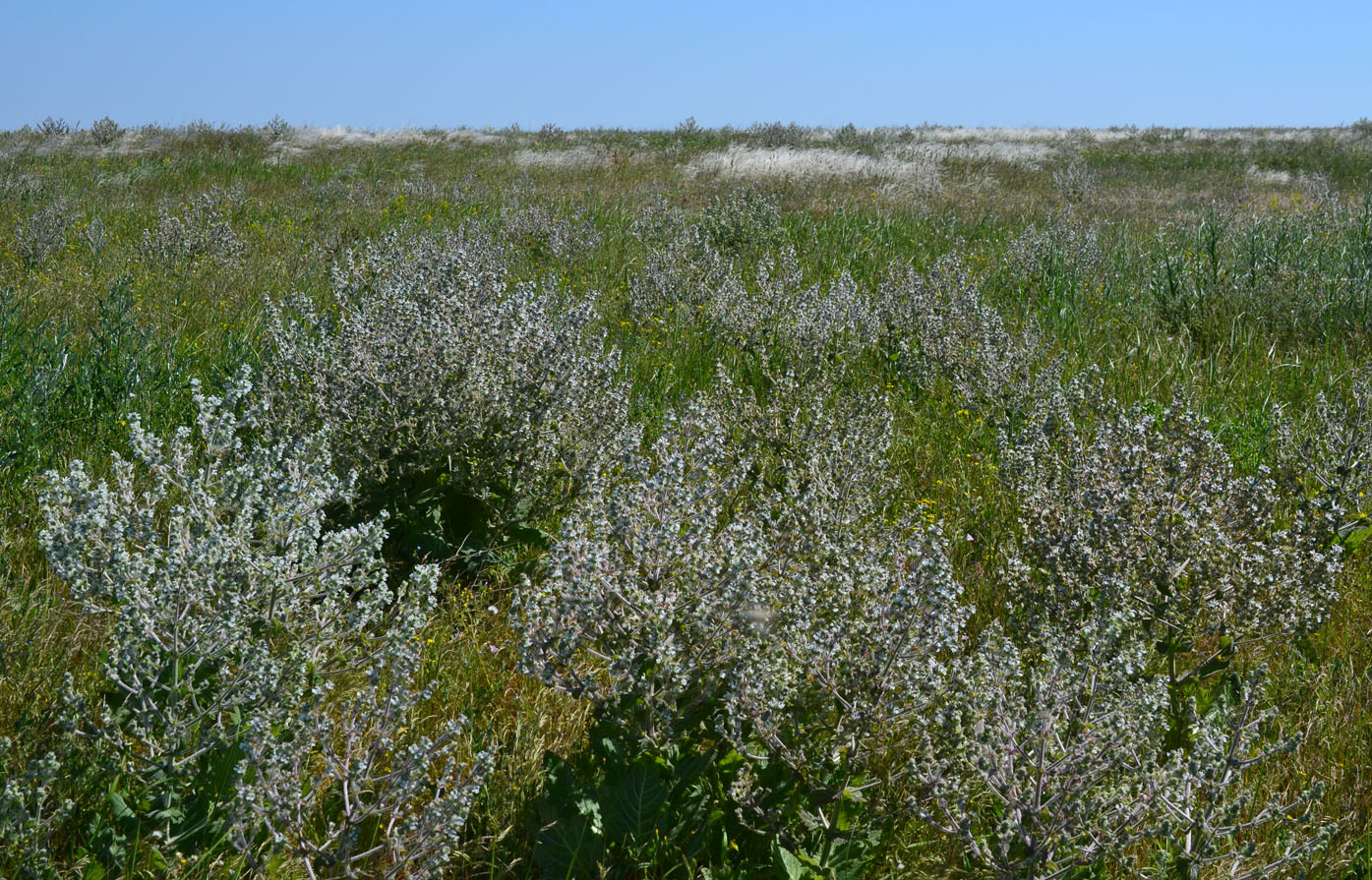 Изображение особи Salvia aethiopis.