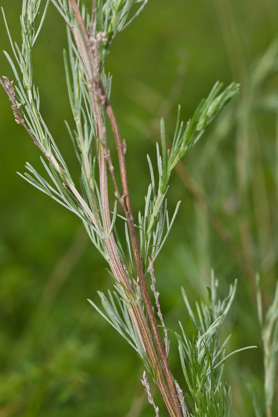 Image of Artemisia marschalliana specimen.