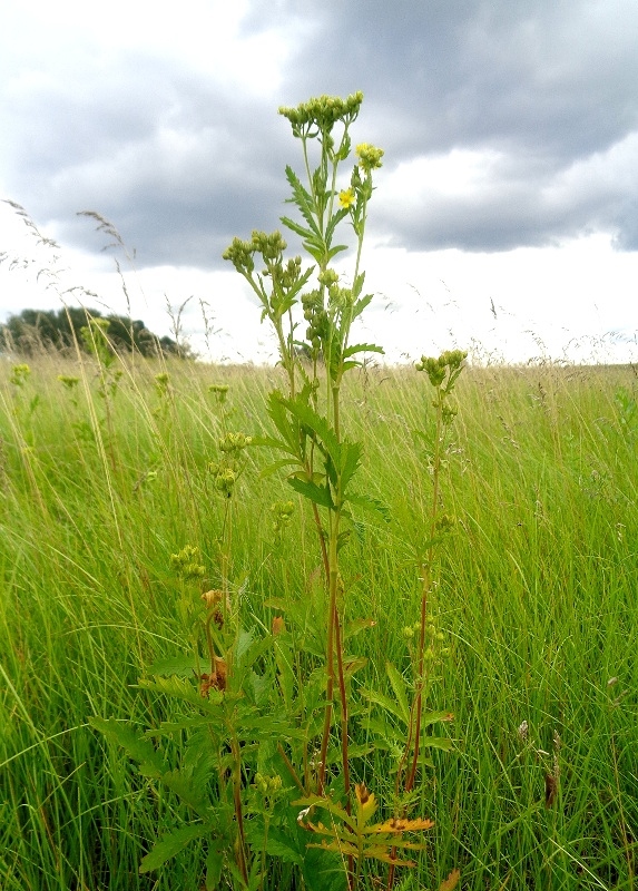 Image of Potentilla longifolia specimen.