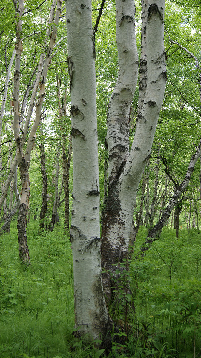 Image of Betula kamtschatica specimen.