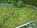 Hydrocharis morsus-ranae