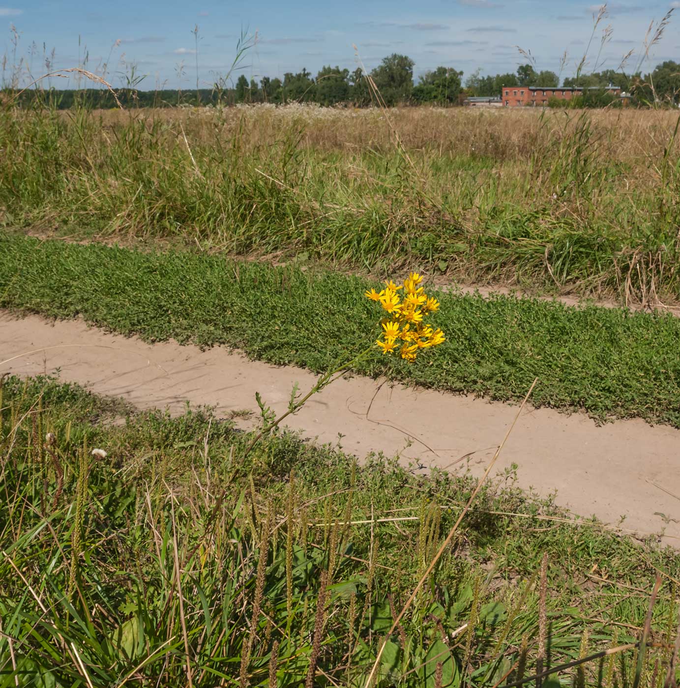 Изображение особи Senecio erucifolius.