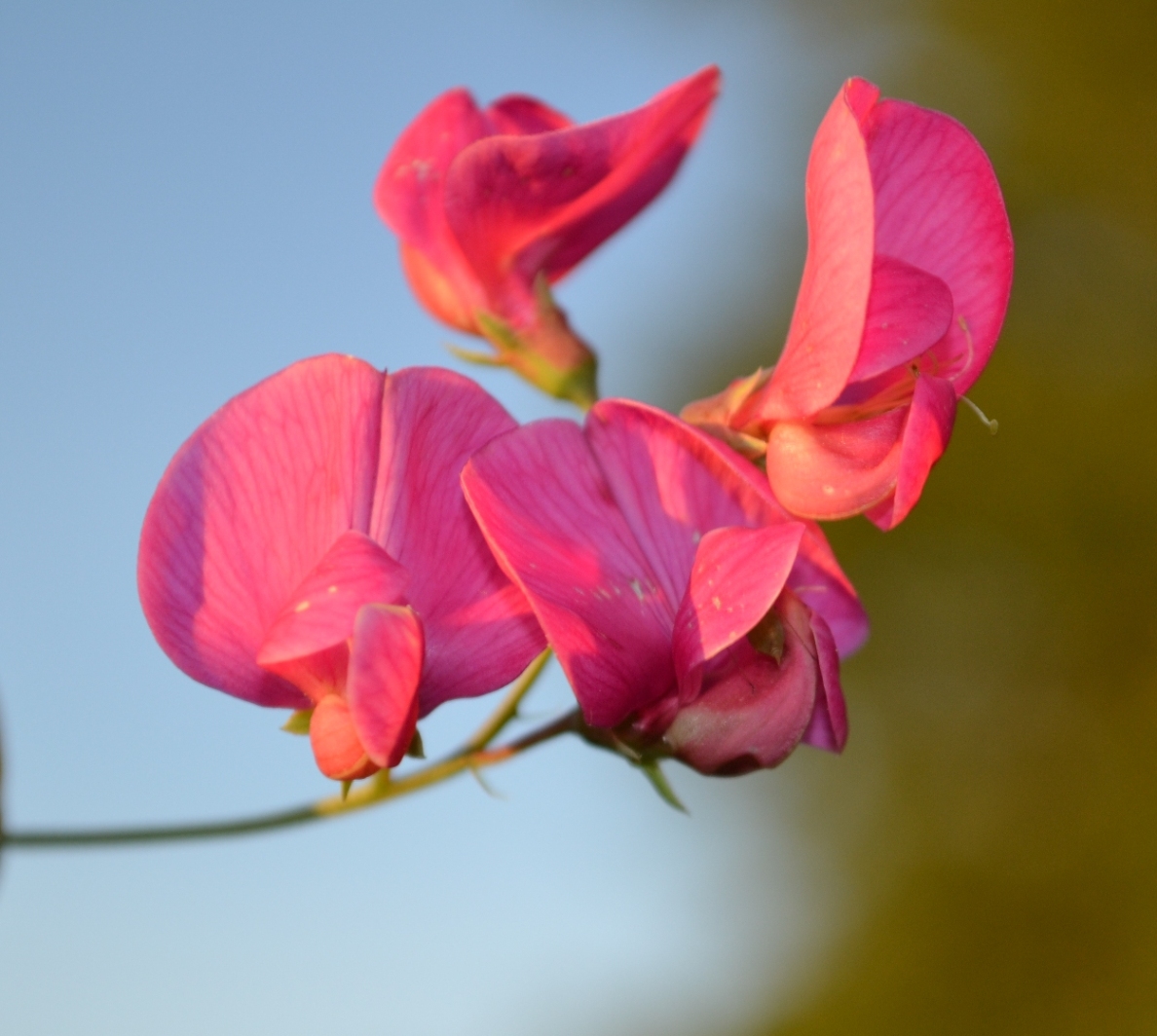 Image of Lathyrus tuberosus specimen.