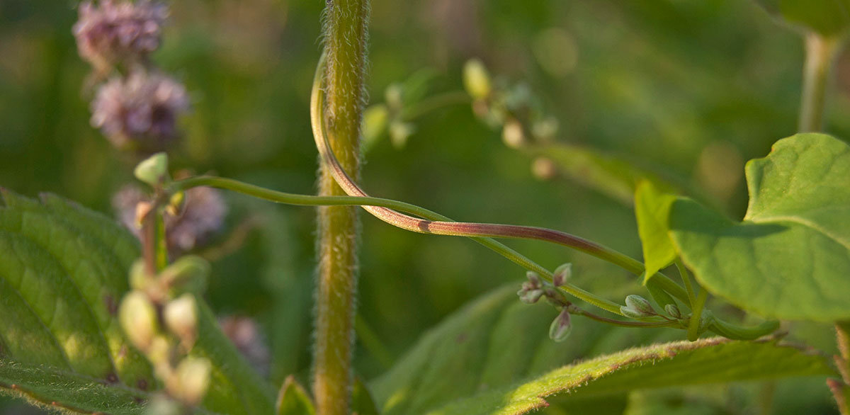 Image of Fallopia convolvulus specimen.