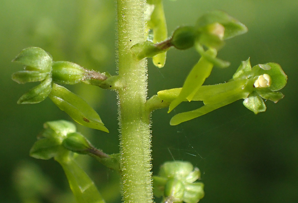 Изображение особи Listera ovata.