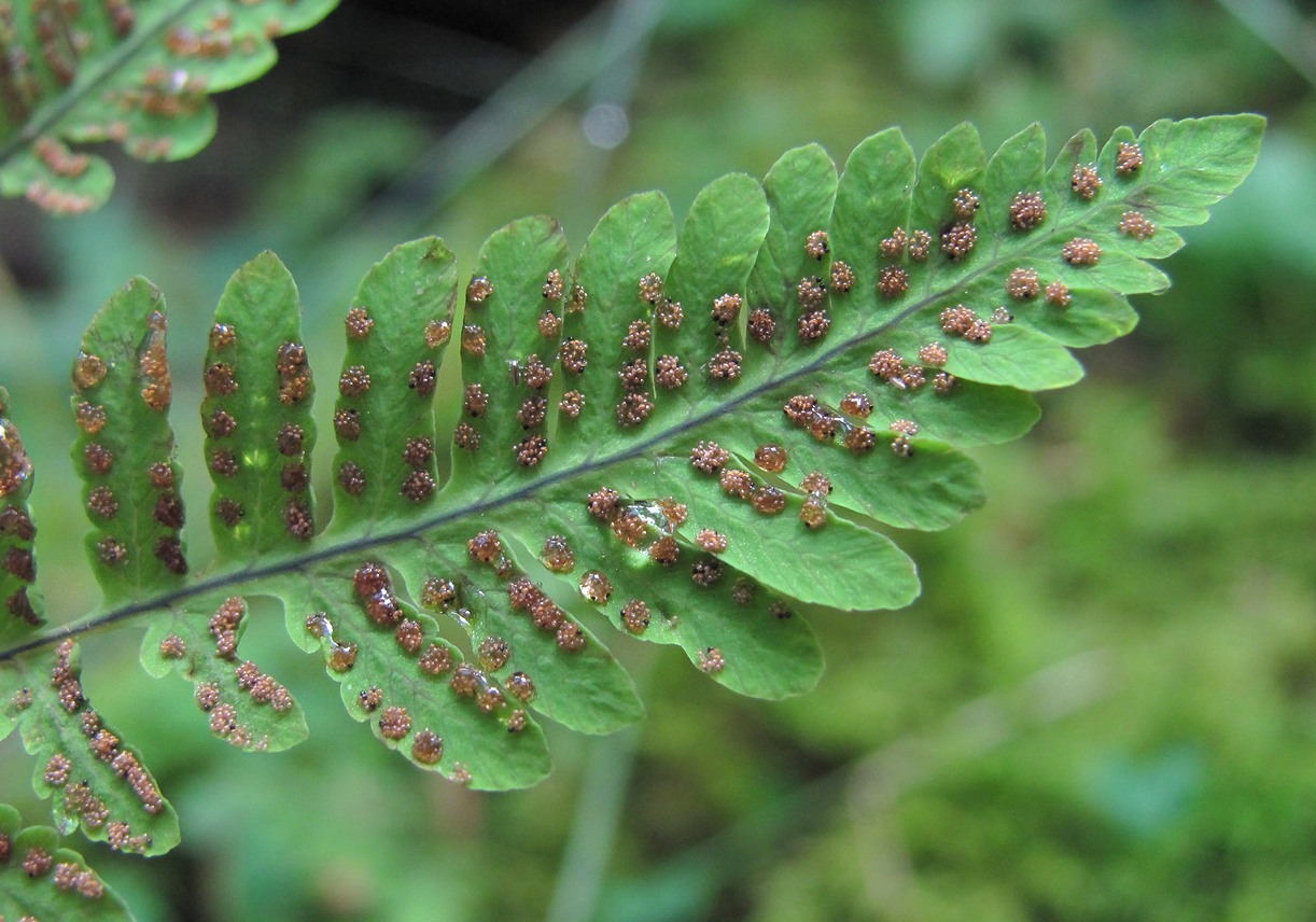 Image of Gymnocarpium dryopteris specimen.