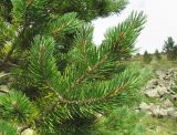 Pinus sylvestris subspecies hamata. Верхушка ветви. Кабардино-Балкария, Эльбрусский р-н, долина р. Юсеньги, ок. 2400 м н.у.м., среди каменистого субальпийского луга. 25.08.2017.