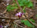 Daphne mezereum