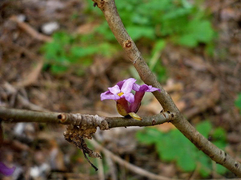Image of Daphne mezereum specimen.