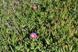 Carpobrotus edulis