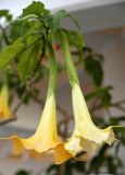 Brugmansia aurea