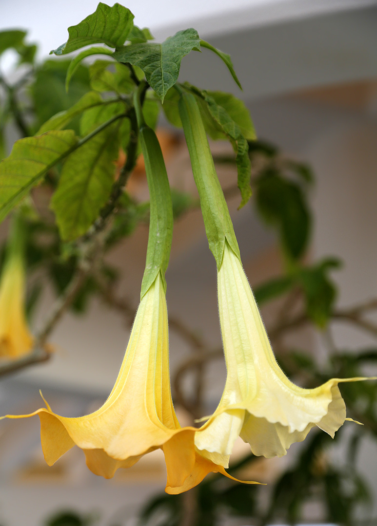 Изображение особи род Brugmansia.