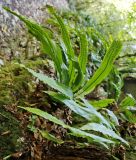 Phyllitis scolopendrium