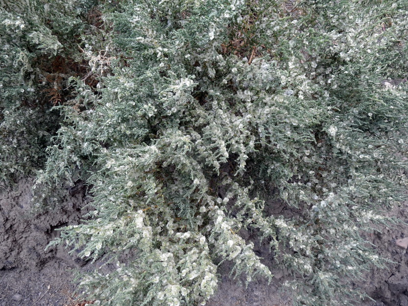 Изображение особи Salsola dendroides.