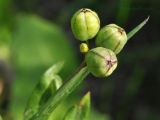 Sisyrinchium septentrionale