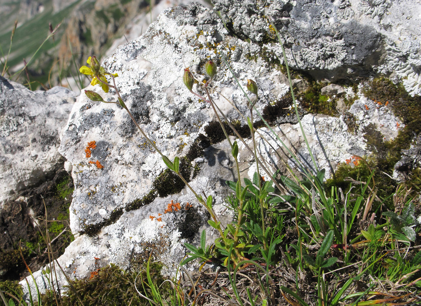 Image of Helianthemum buschii specimen.