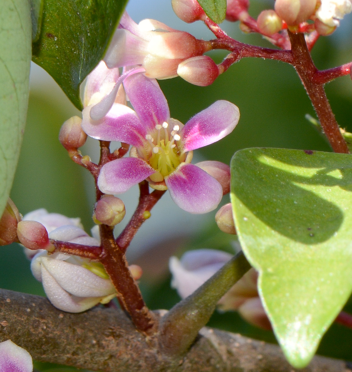 Image of Averrhoa carambola specimen.