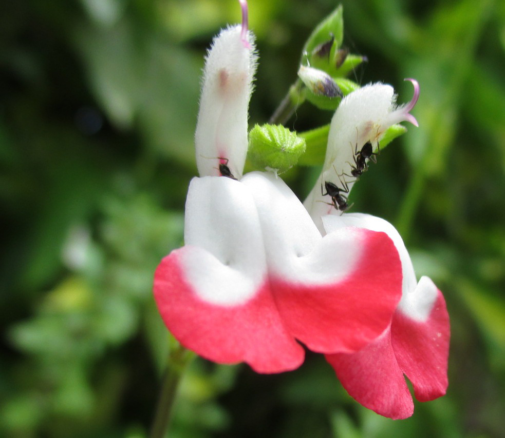 Изображение особи Salvia coccinea.