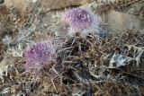 Carlina gummifera
