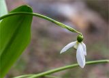 Galanthus platyphyllus. Верхушка побега с цветком. Грузия, Край Рача-Лечхуми и Нижняя Сванетия, Онский муниципалитет, окр. пос. Шови, дол. р. Чанчахи (приток р. Риони), выс. 1530 м н.у.м., опушка смешанного леса. 07.05.2017.