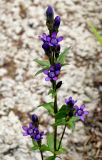 Gentianella auriculata