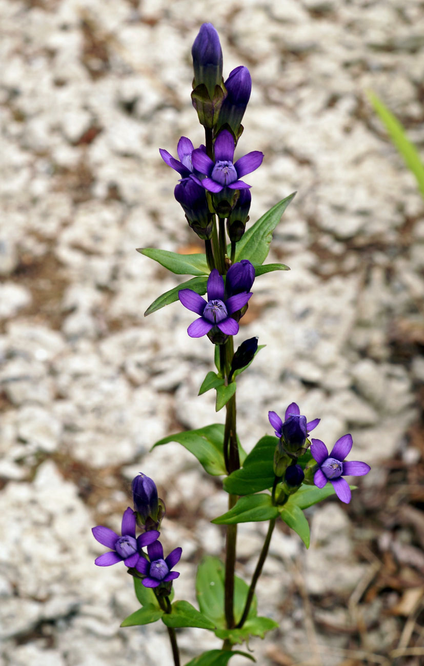 Image of Gentianella auriculata specimen.