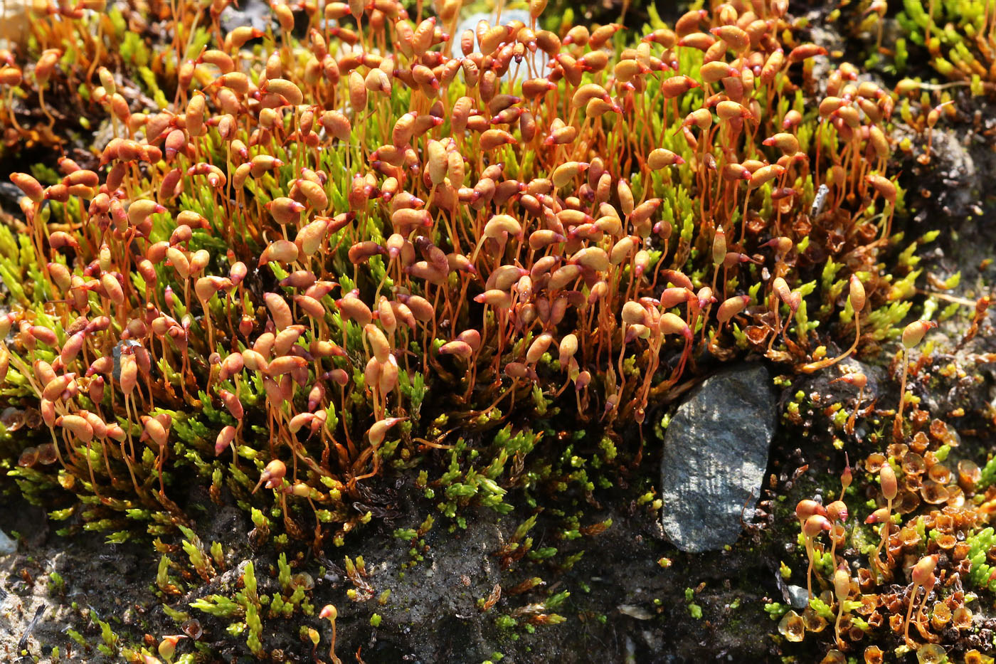 Image of genus Bryum specimen.