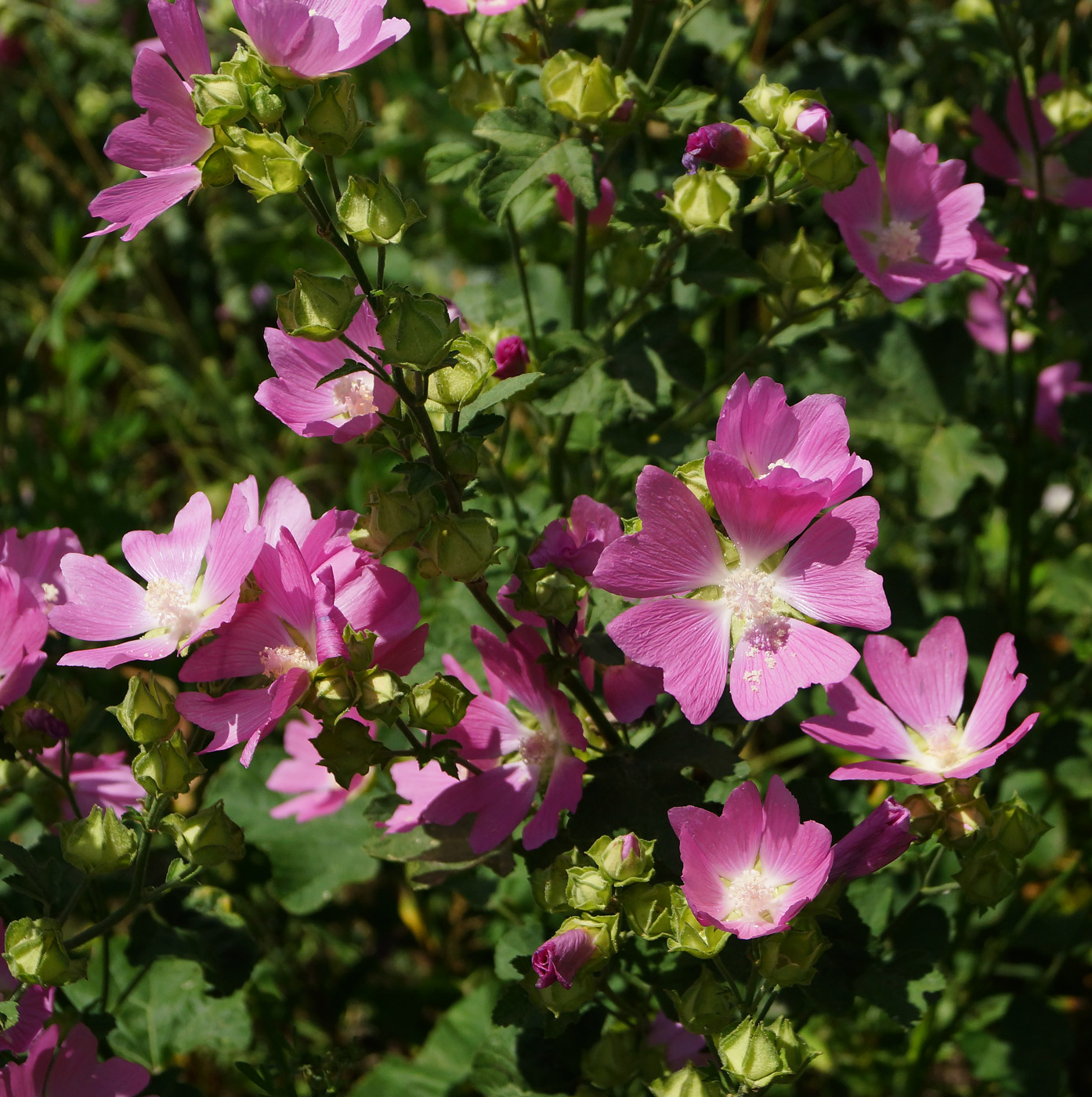 Image of Malva thuringiaca specimen.