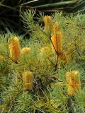 Banksia spinulosa