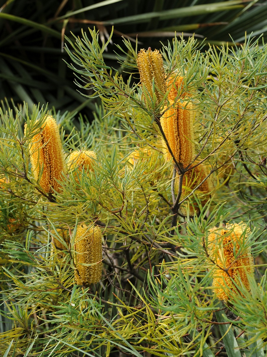 Изображение особи Banksia spinulosa.